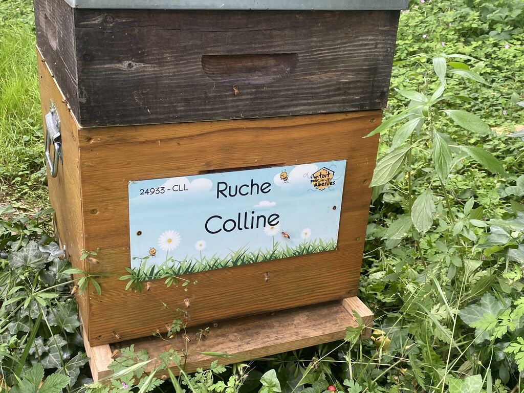 La ruche Colline