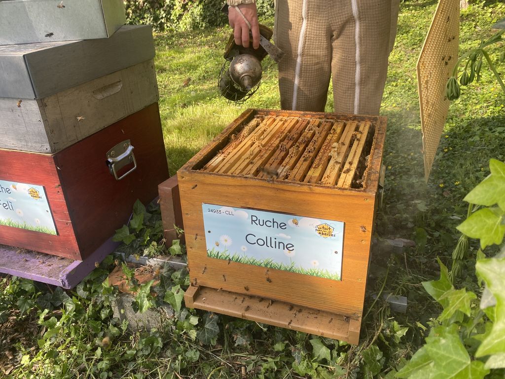 La ruche Colline