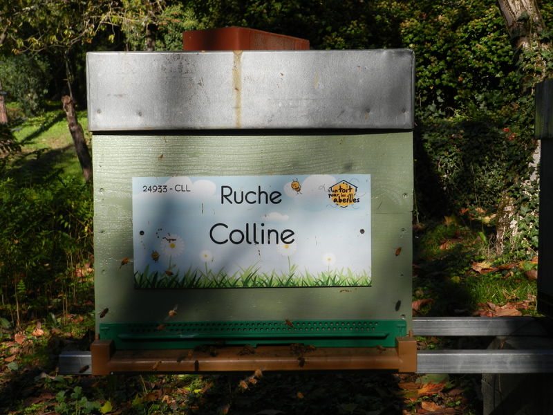 La ruche Colline