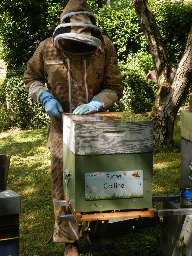 La ruche Colline