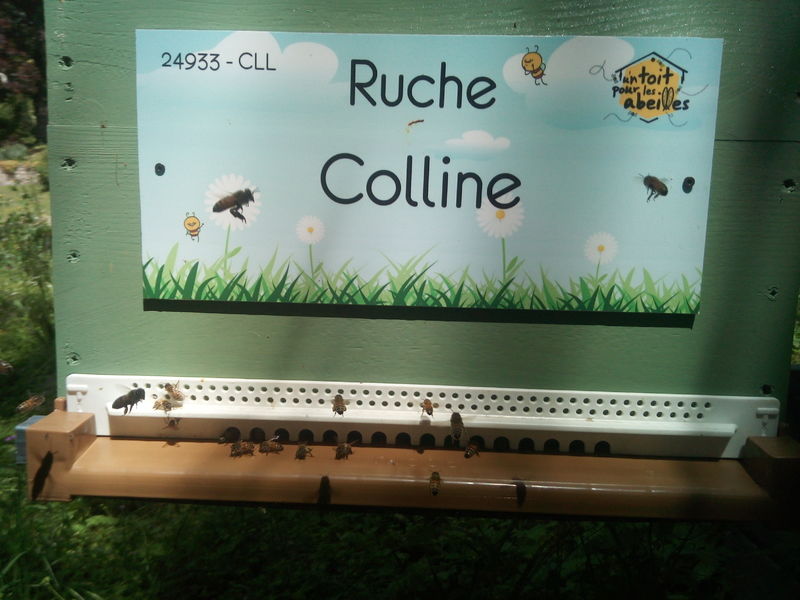 La ruche Colline