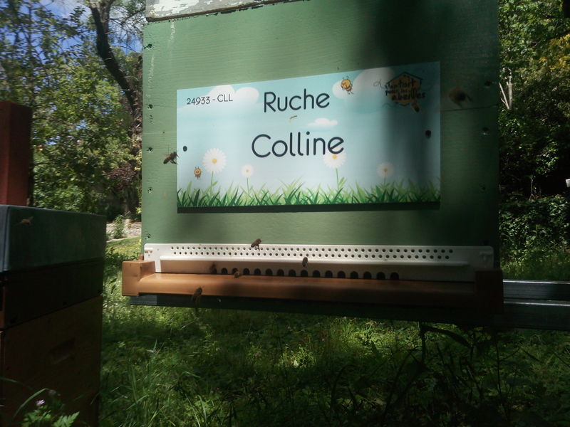 La ruche Colline