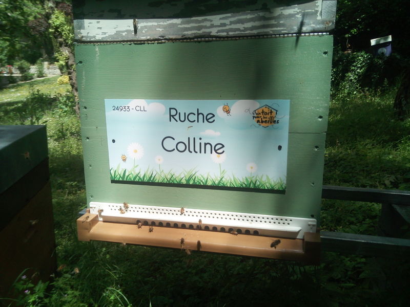 La ruche Colline