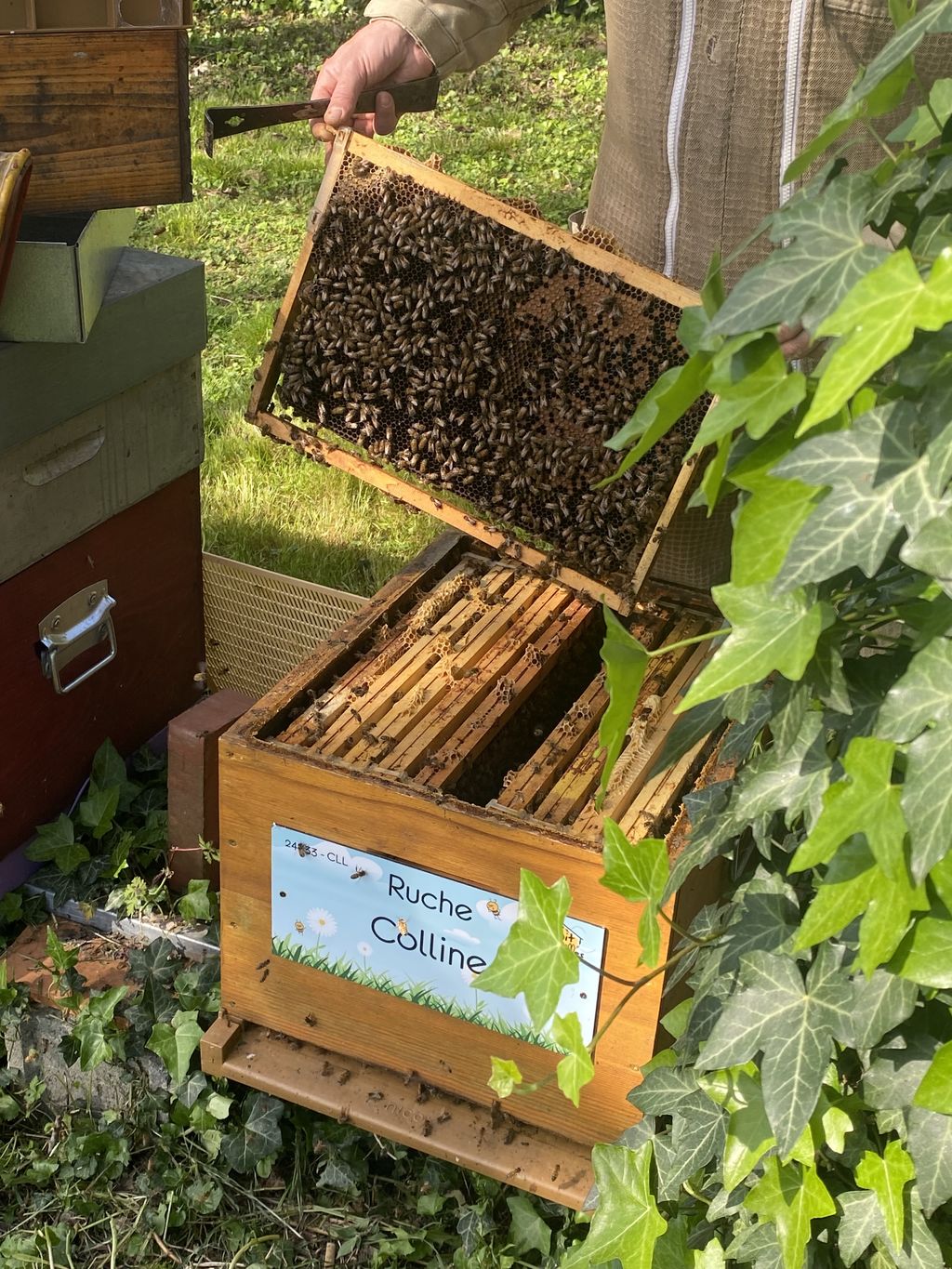 La ruche Colline