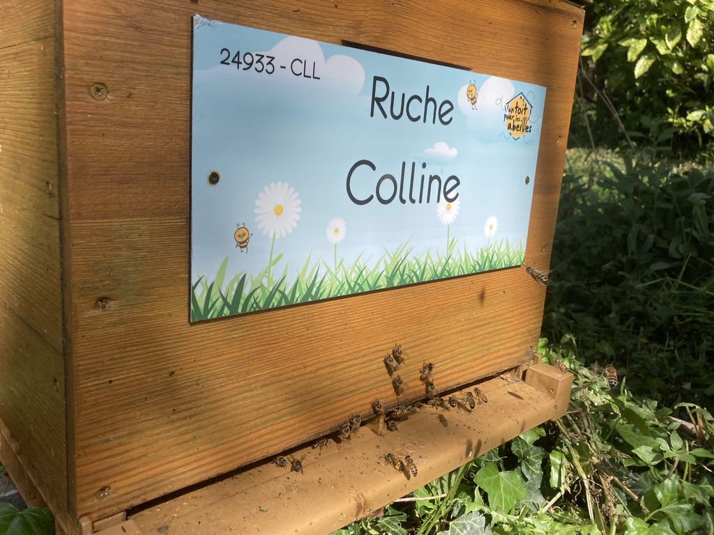 La ruche Colline