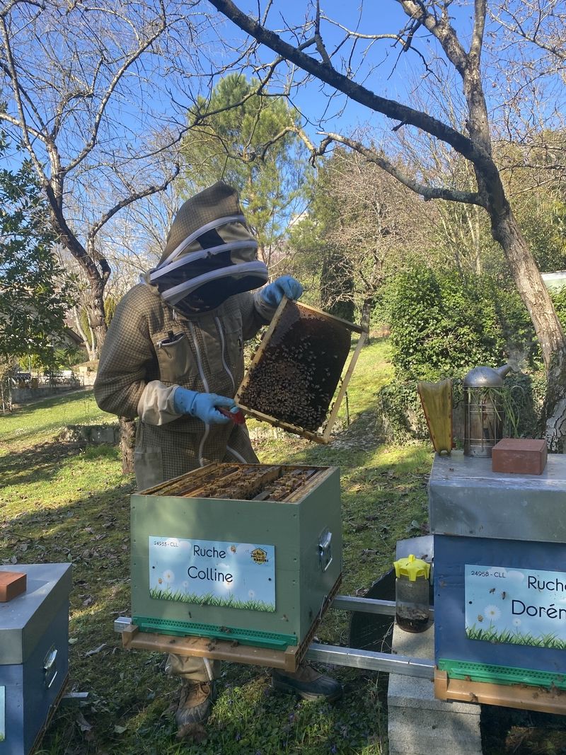 La ruche Colline