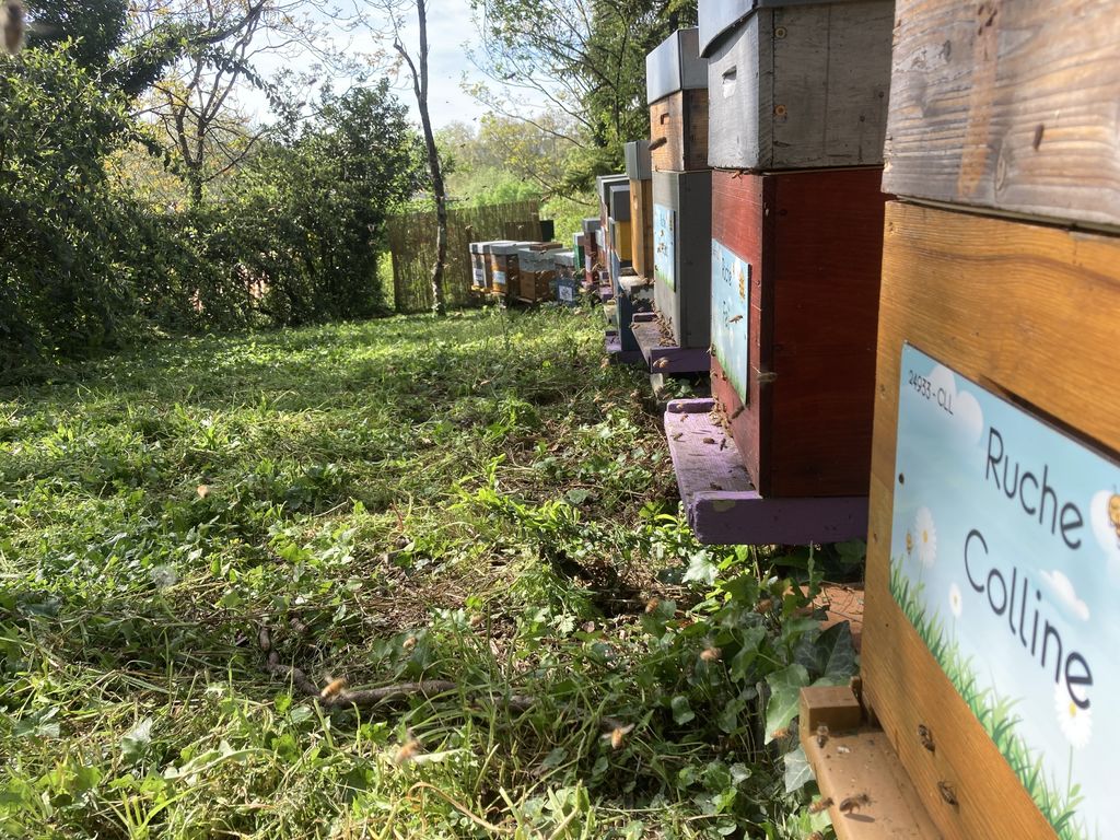 La ruche Colline