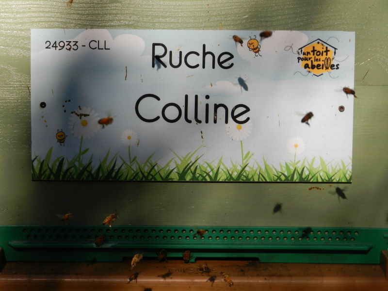 La ruche Colline