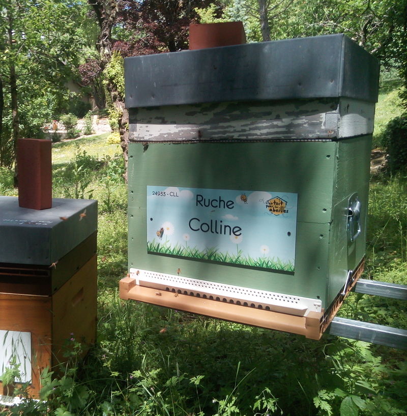 La ruche Colline