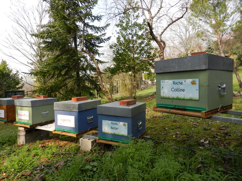 La ruche Colline