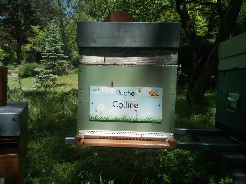 La ruche Colline