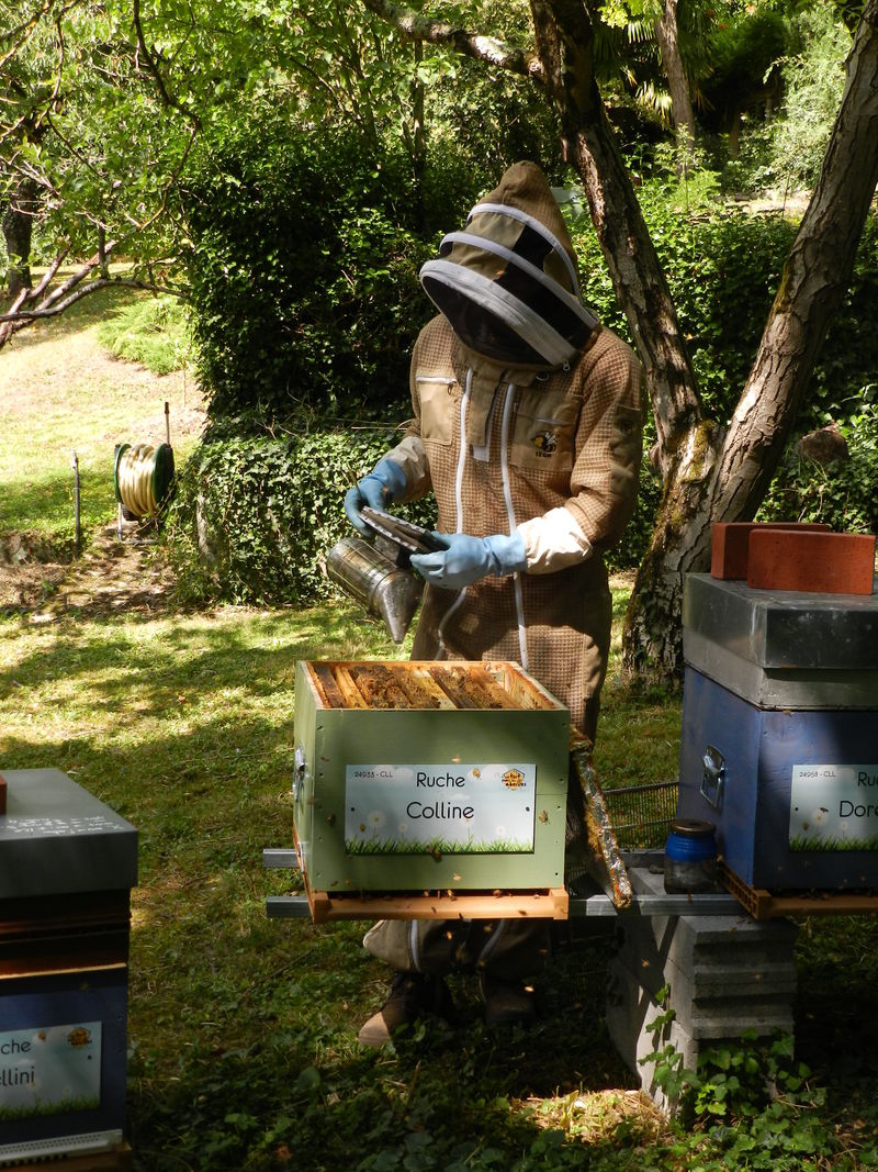 La ruche Colline