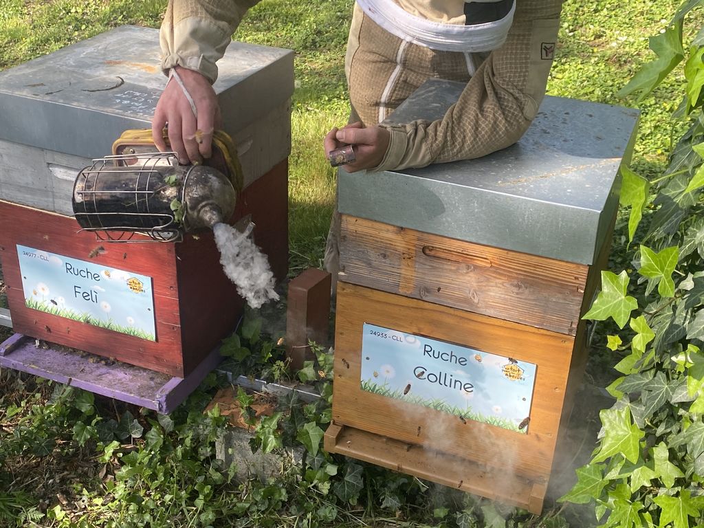 La ruche Colline