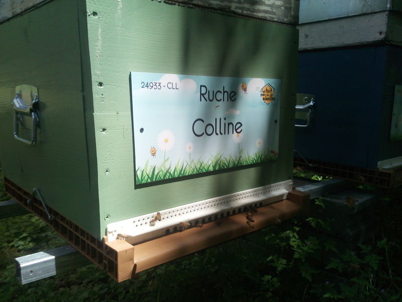 La ruche Colline
