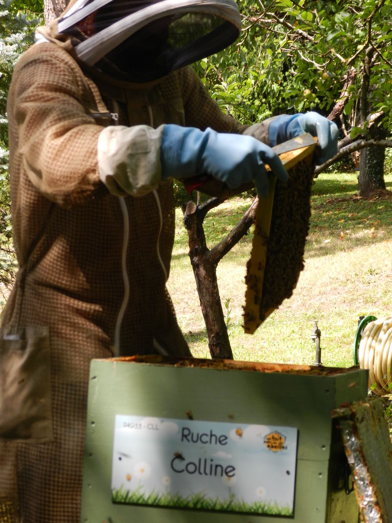 La ruche Colline