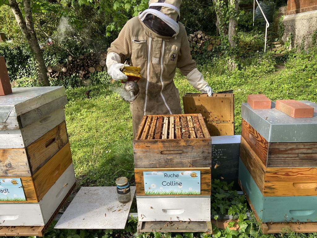 La ruche Colline