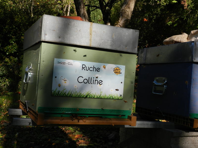 La ruche Colline