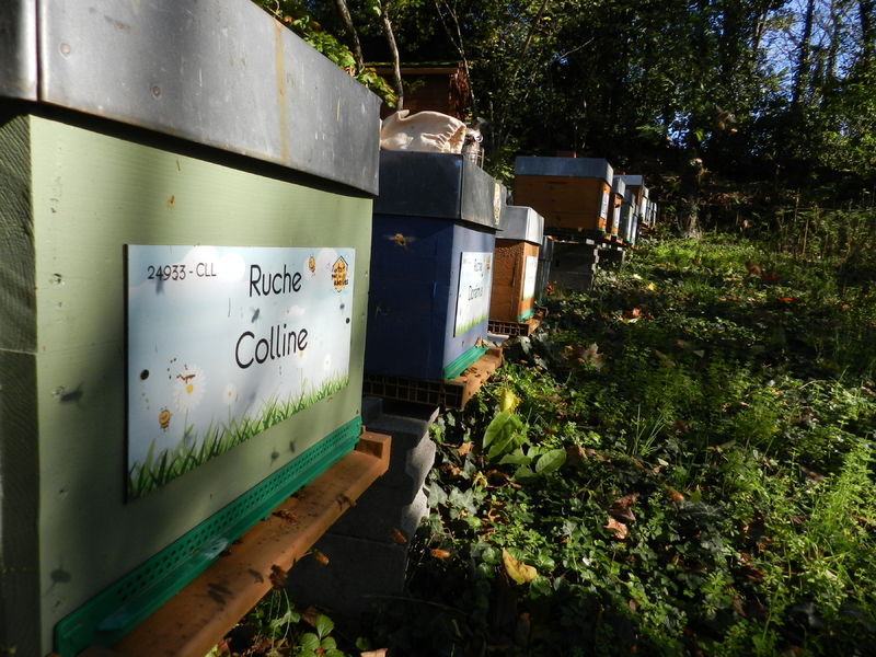 La ruche Colline
