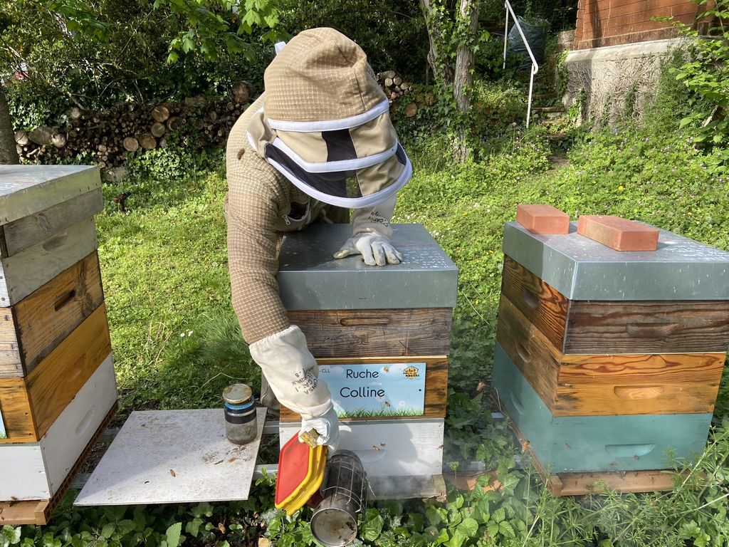 La ruche Colline