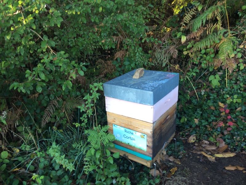 La ruche Corbin