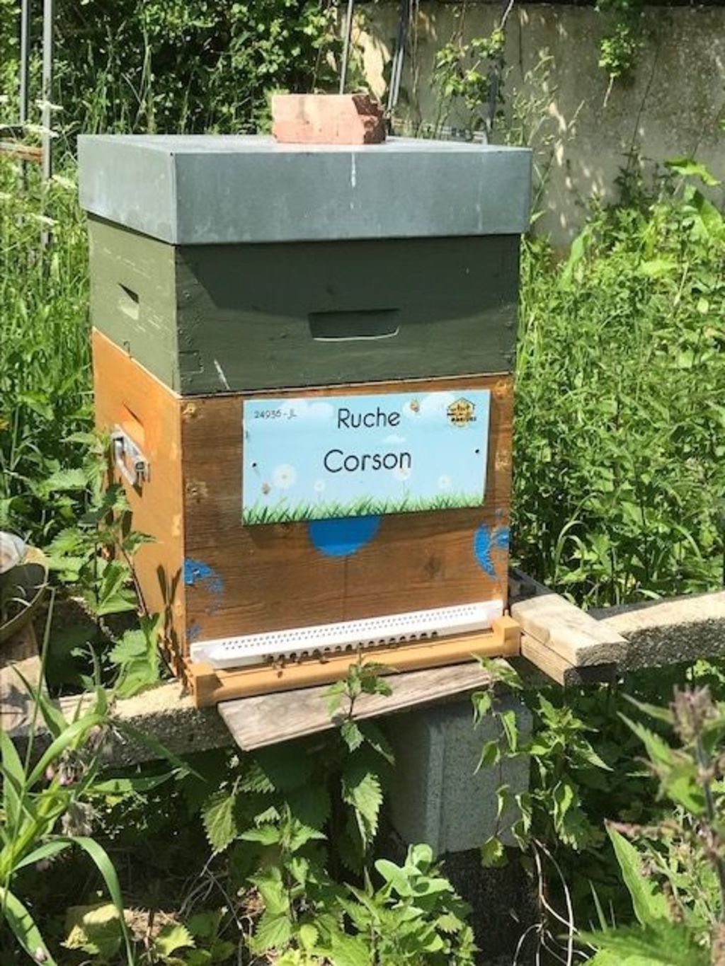 La ruche Corson
