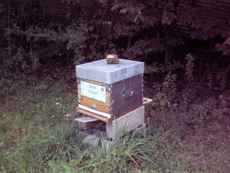 La ruche Corson
