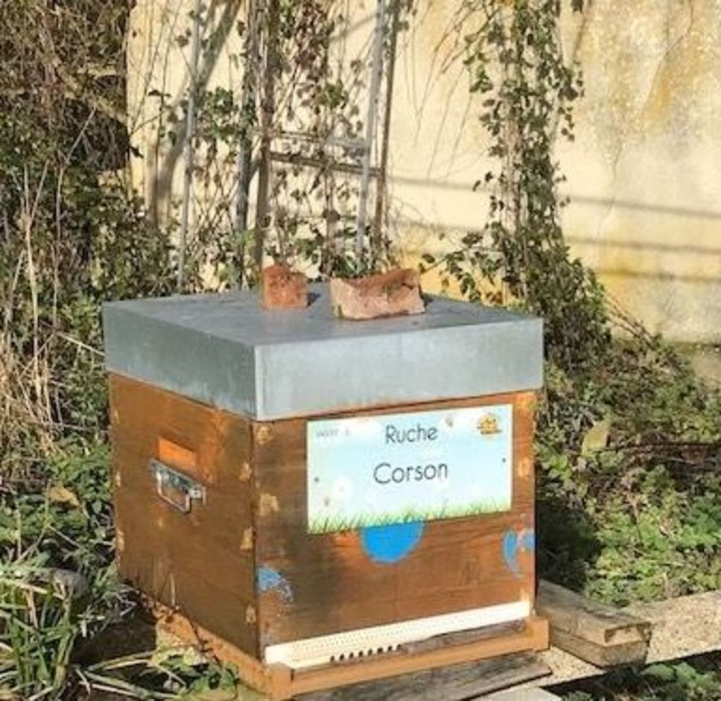 La ruche Corson