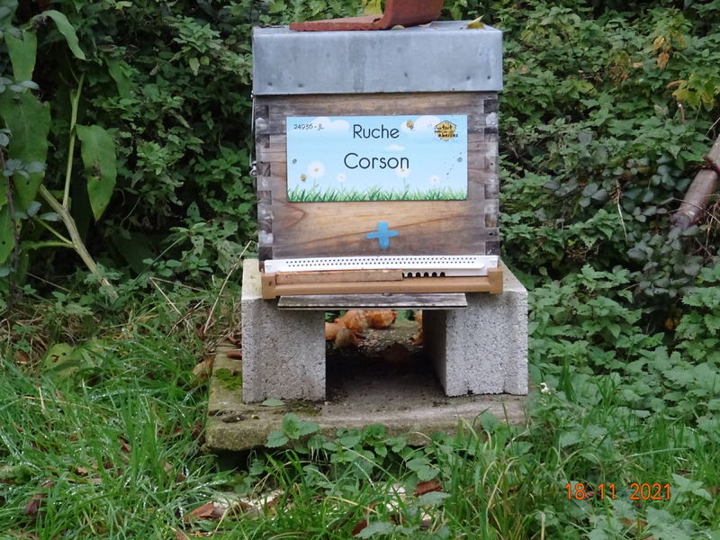 La ruche Corson