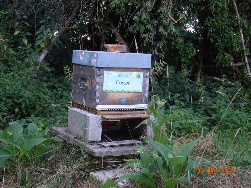 La ruche Corson