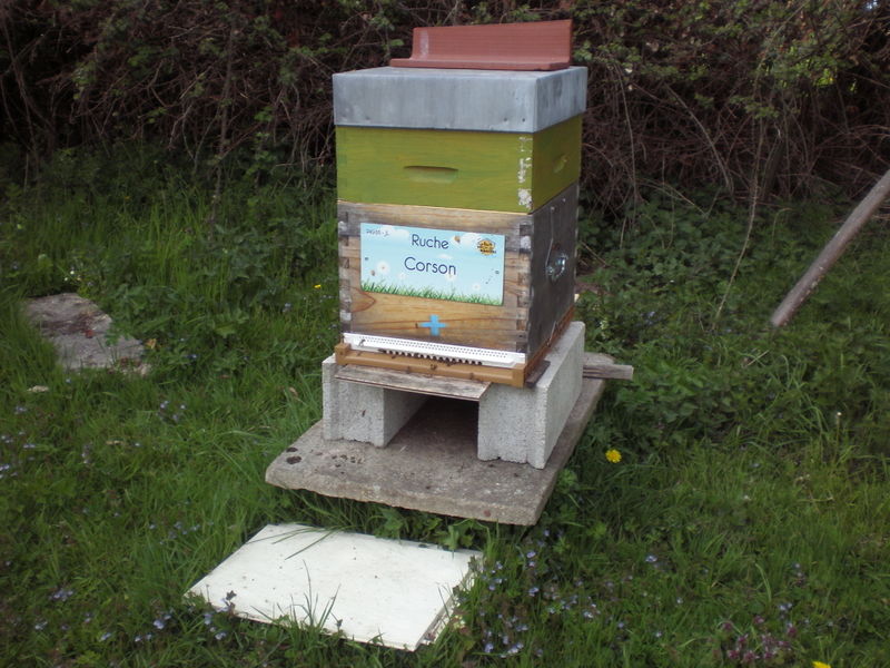 La ruche Corson