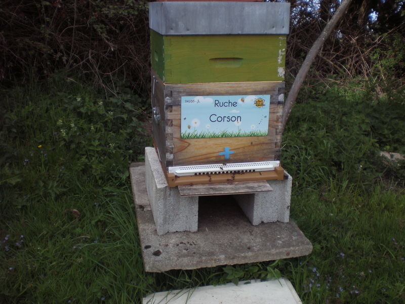 La ruche Corson