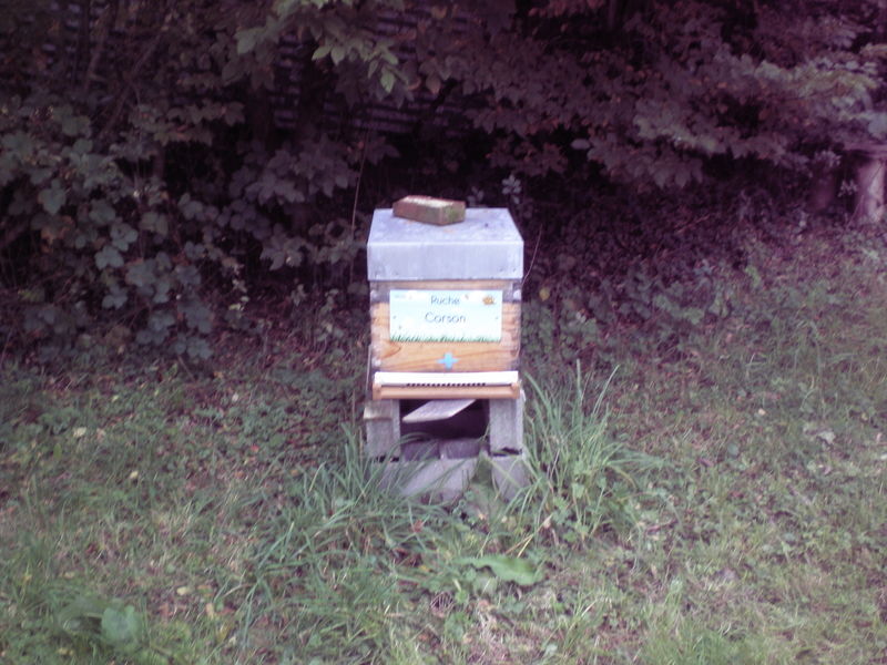 La ruche Corson