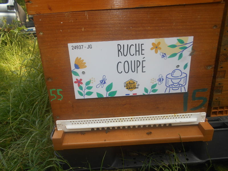 La ruche Coupé