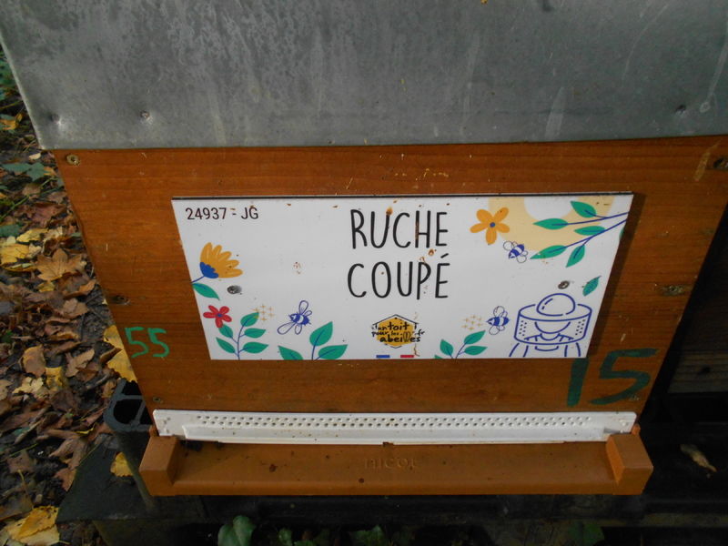 La ruche Coupé