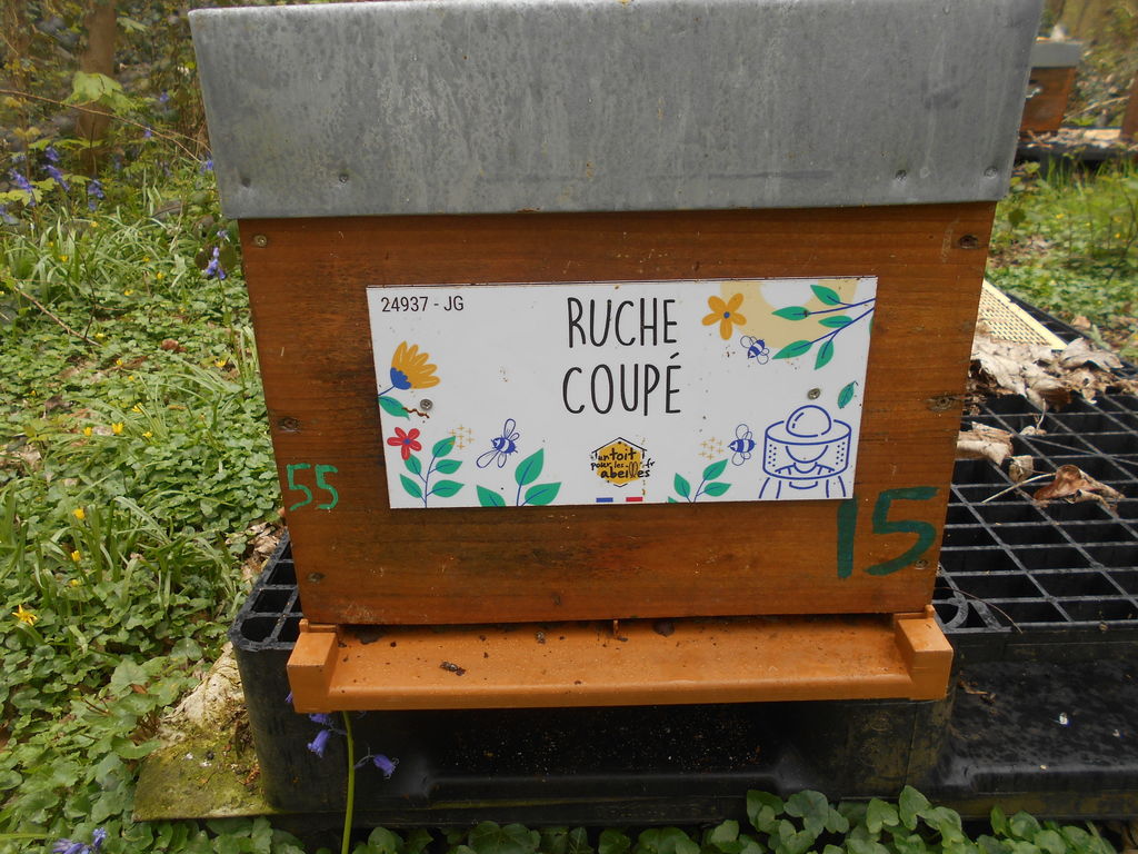 La ruche Coupé