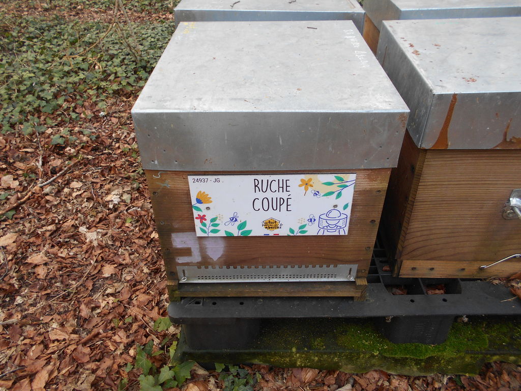 La ruche Coupé