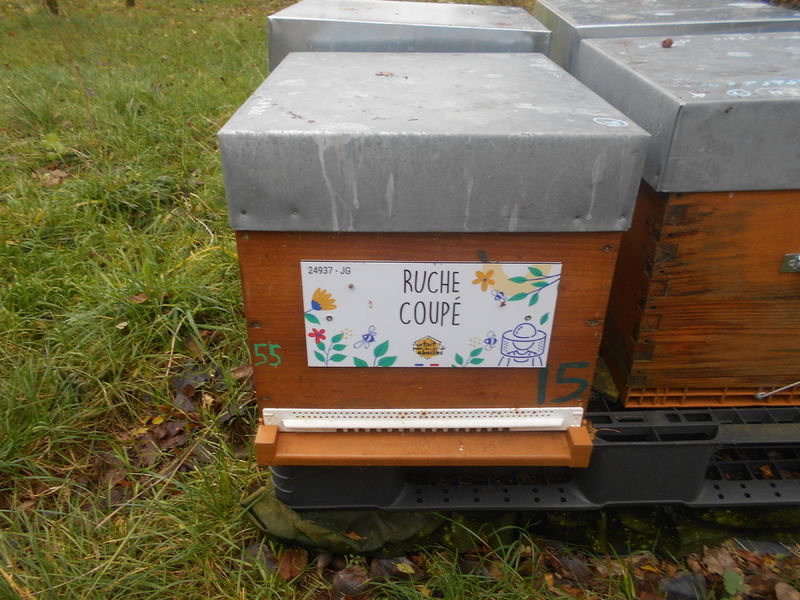 La ruche Coupé