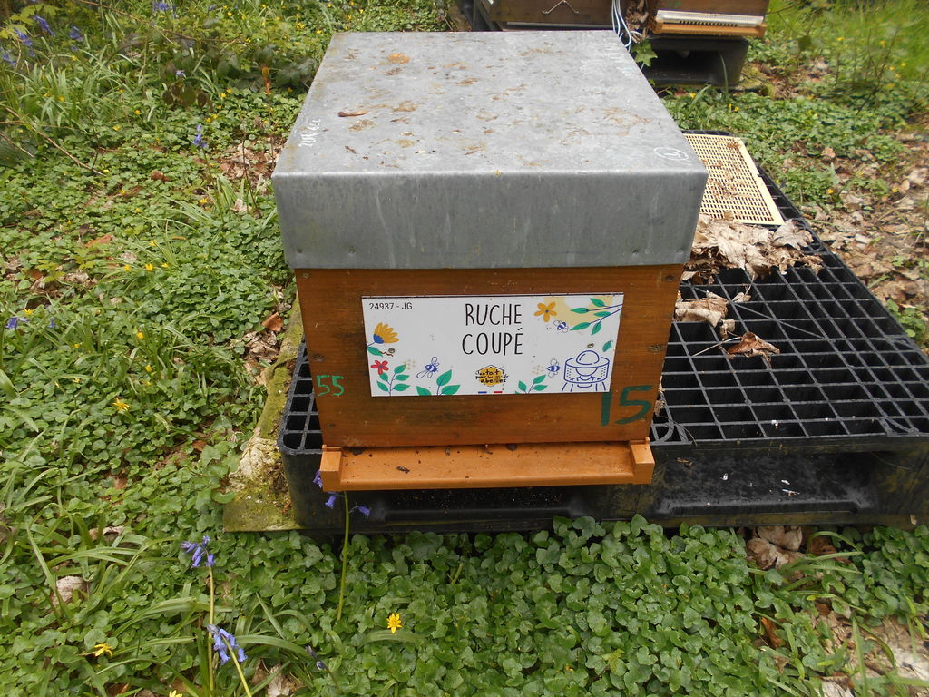 La ruche Coupé