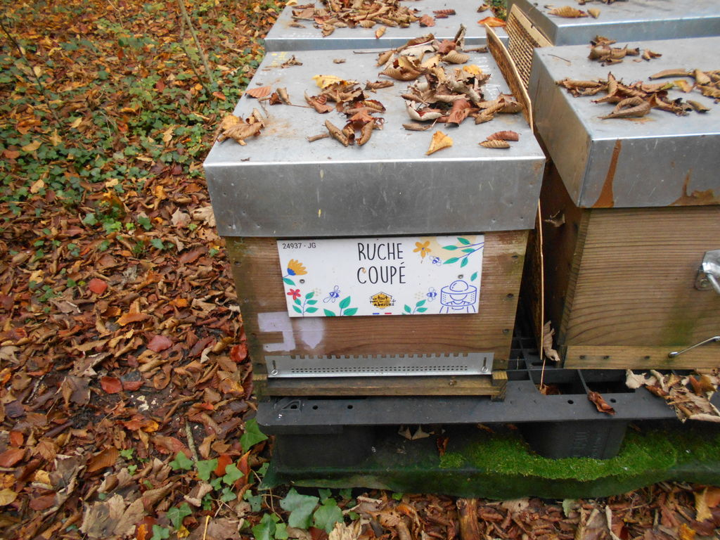 La ruche Coupé