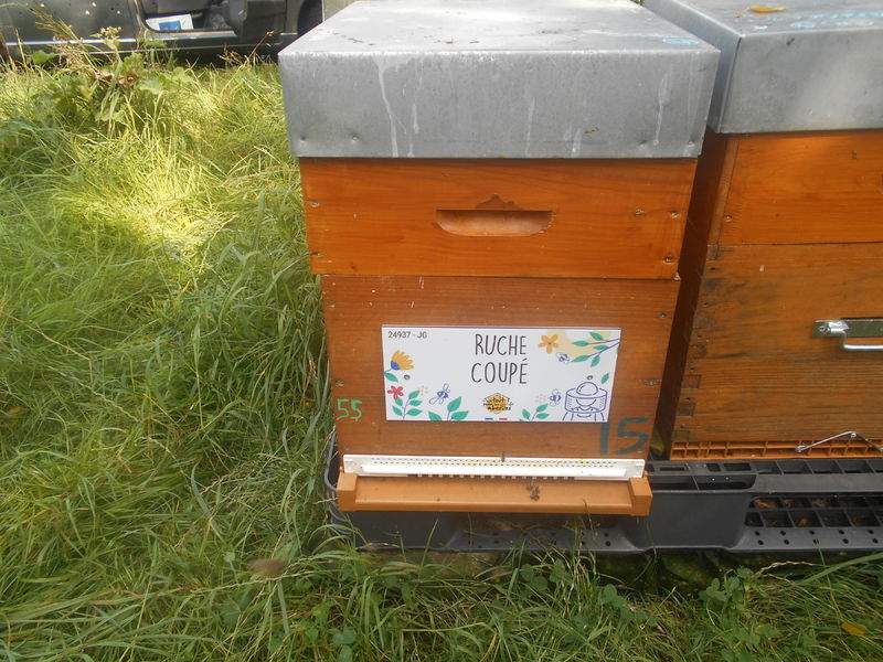 La ruche Coupé
