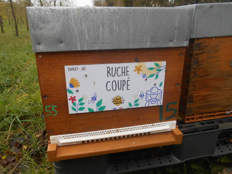 La ruche Coupé