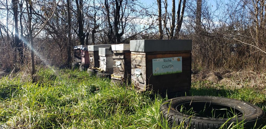 La ruche Courtin