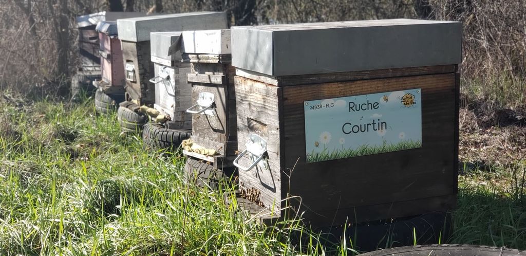 La ruche Courtin