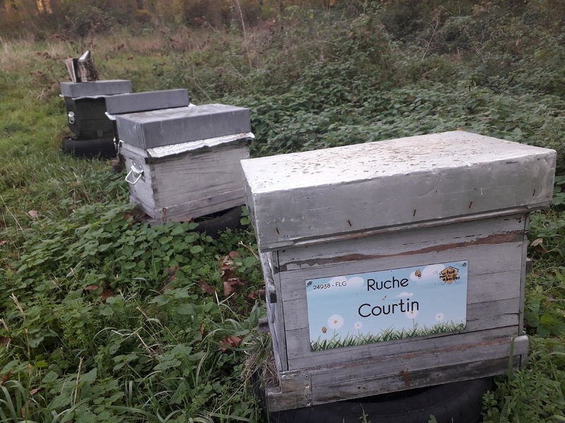 La ruche Courtin