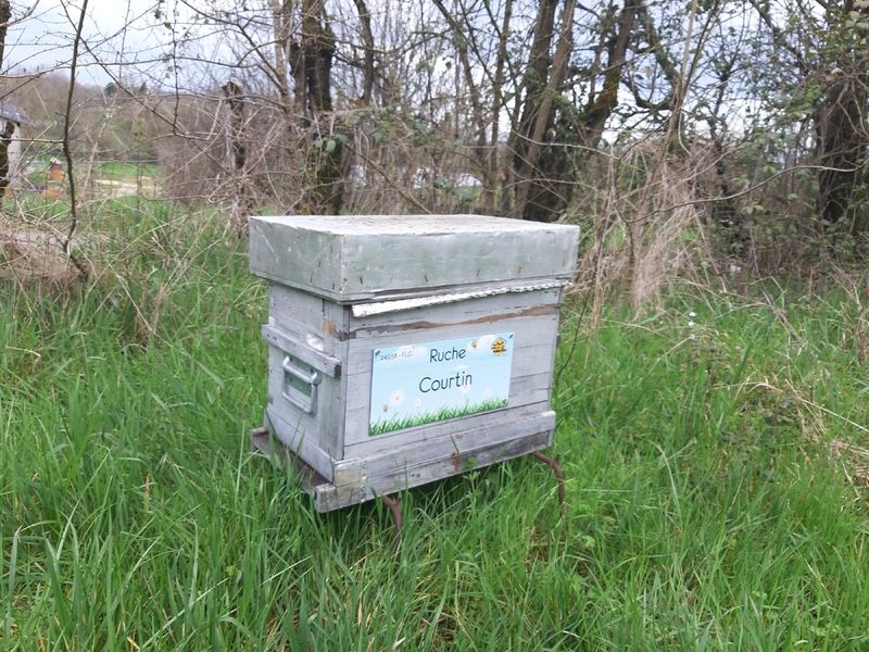 La ruche Courtin