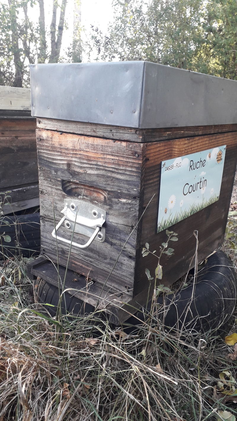 La ruche Courtin