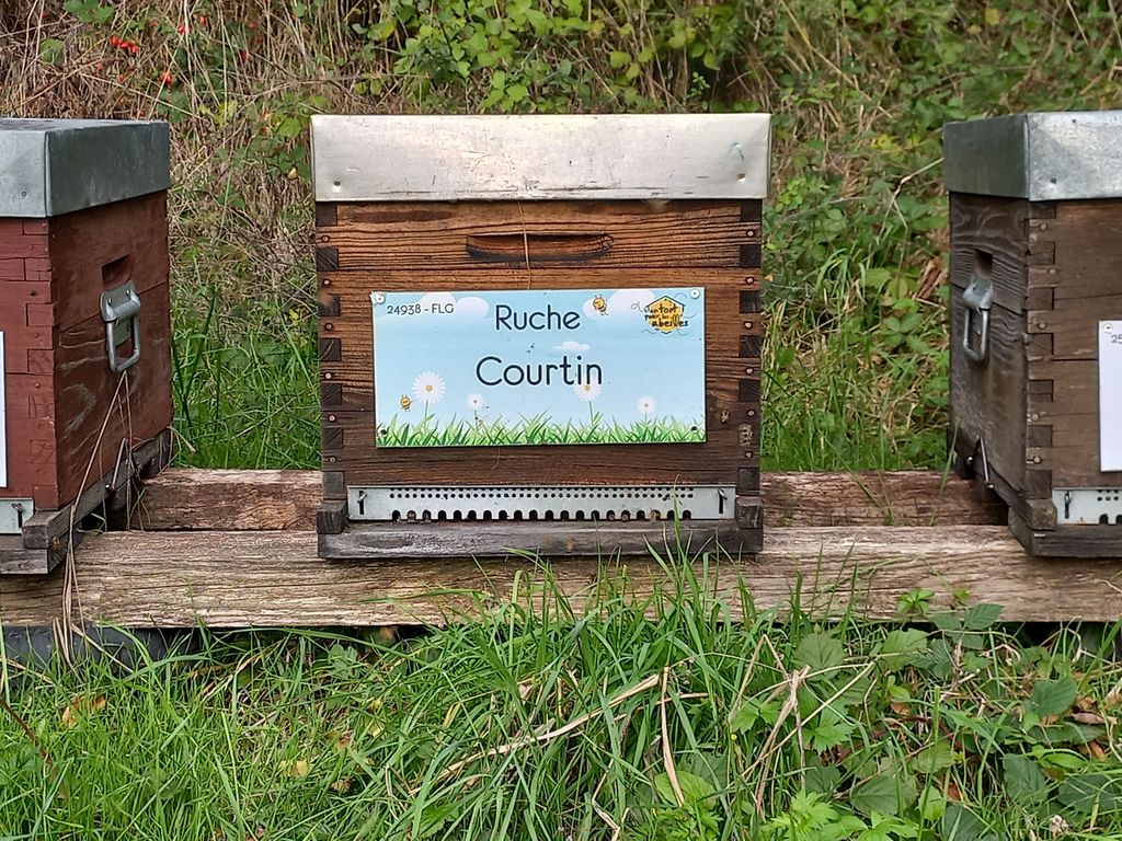 La ruche Courtin