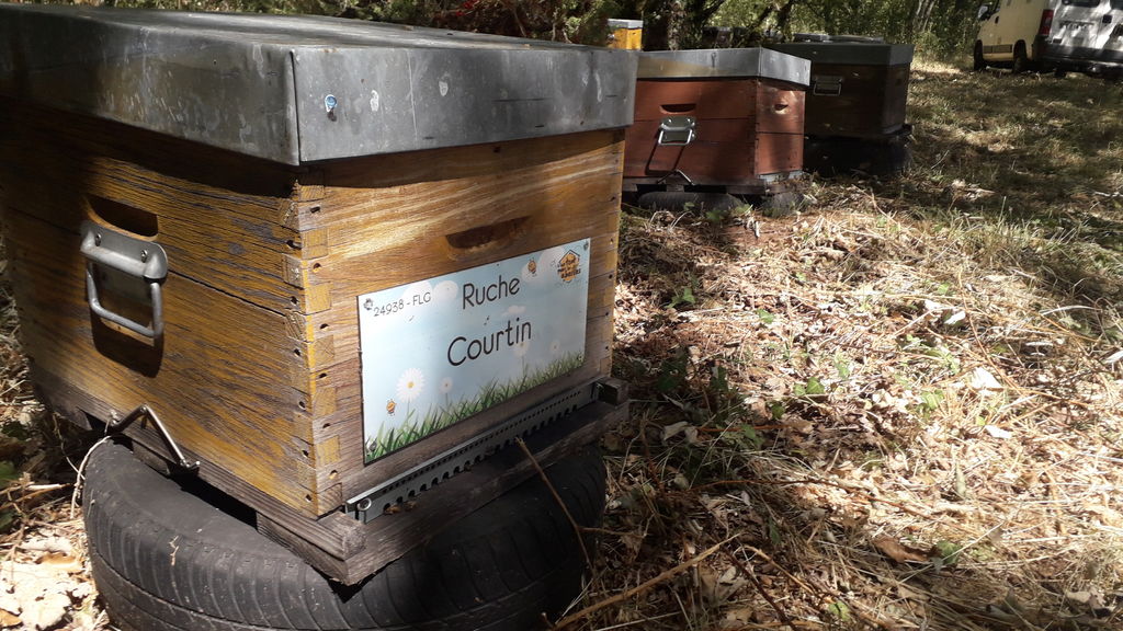 La ruche Courtin