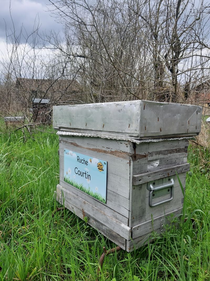 La ruche Courtin
