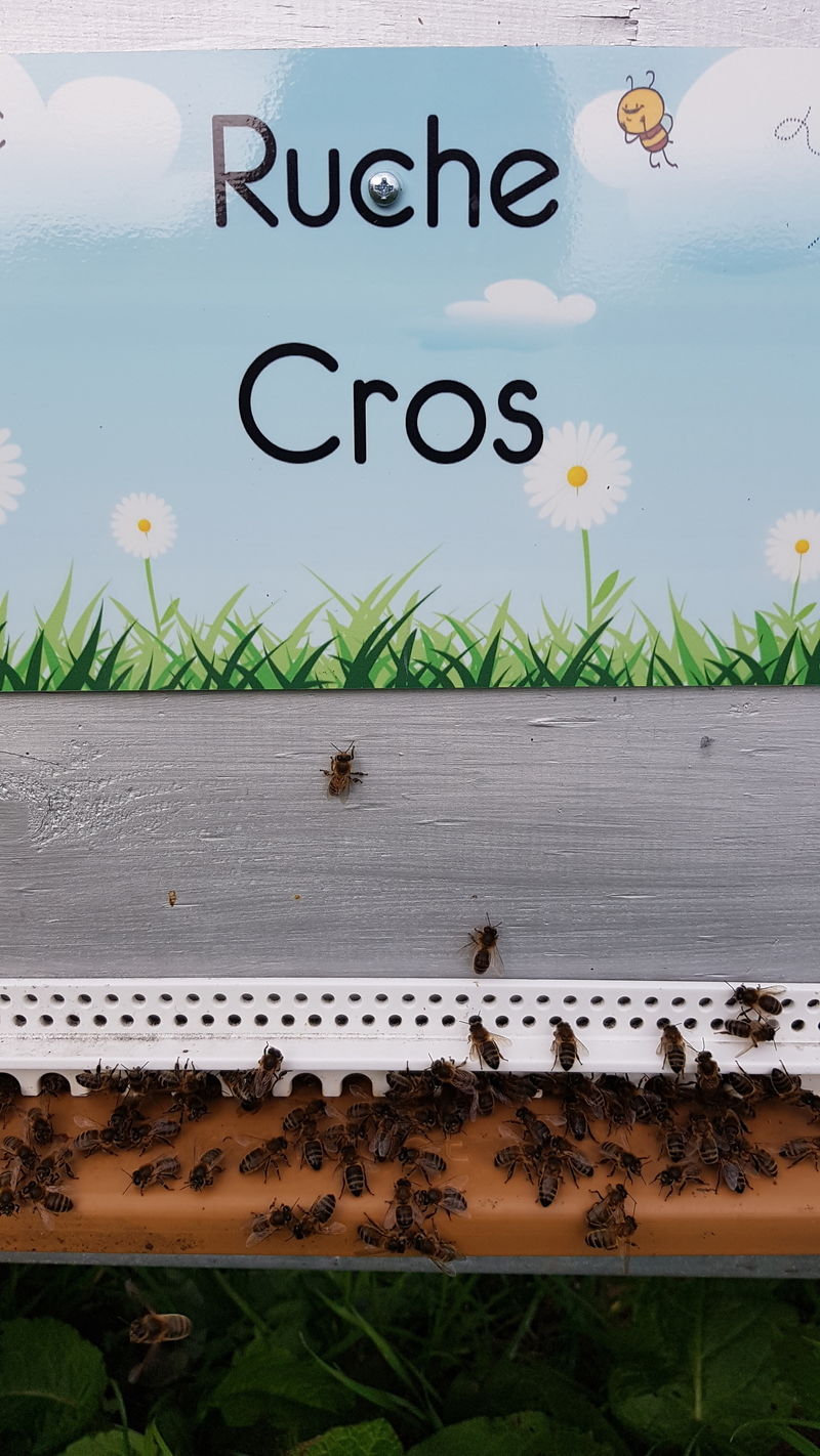 La ruche Cros